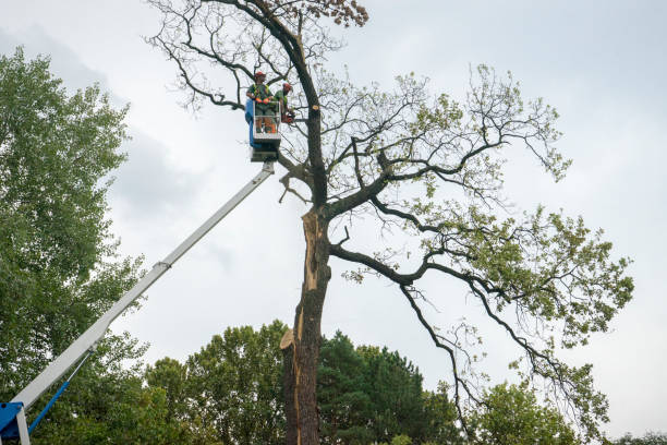 Best Hazardous Tree Removal  in Franklin, WI